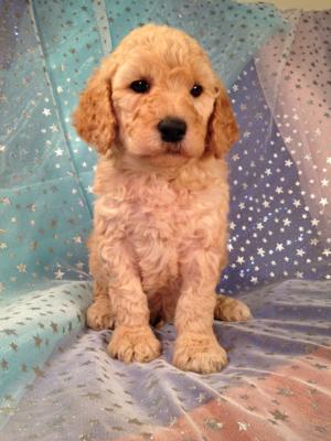 Male Standard Poodle Puppies for sale in Iowa. Professional Breeder located near Minnesota, Illinois, and Wisconsin!